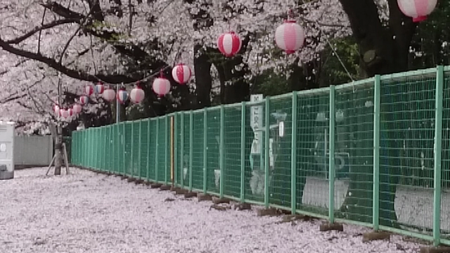 桜、桜吹雪、航空自衛隊の記事動画