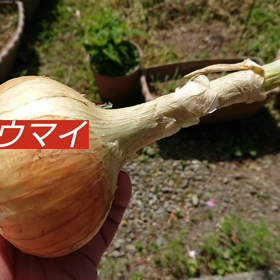 自作シウマイレシピ改定の画像