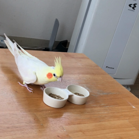 ハナちゃん、おやつタイムの画像