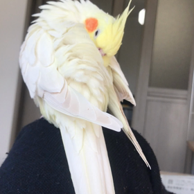 今日の、きゅうとハナちゃんの画像