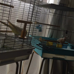 ハナちゃんの放鳥中のご飯の画像
