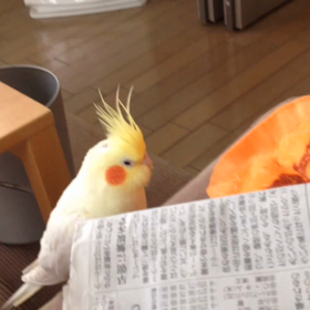 今日のぴぃときゅうとハナちゃんの画像