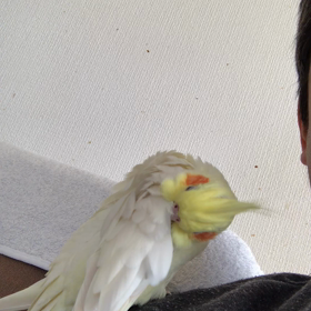 ハナちゃんとリリの画像