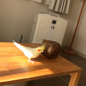 今日のきゅうとハナちゃんの画像
