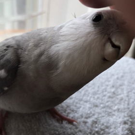 ハナちゃんとリリの画像
