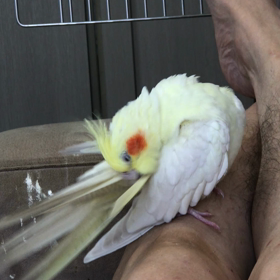 ハナちゃんとりり、マッタリの画像