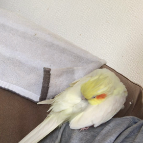 ハナちゃんとの時間の画像