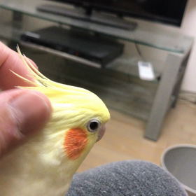 ハナちゃんカキカキの画像