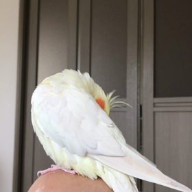 ハナちゃんの画像