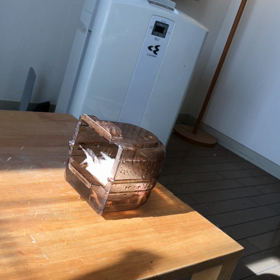 ハナちゃんの水浴び見学の画像