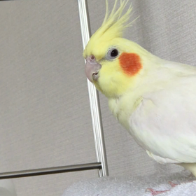 あくびの画像
