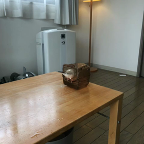 きゅうの画像
