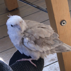 足乗りインコの画像