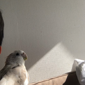 今日のハナちゃんとリリの画像