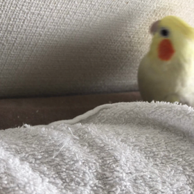 ハナちゃんとリリの画像
