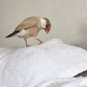 今日のきゅうの画像