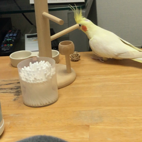 ハナちゃんの画像