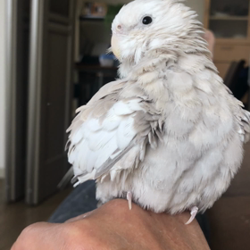 ハナちゃんとリリの画像