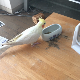 今日のハナちゃんとリリの画像