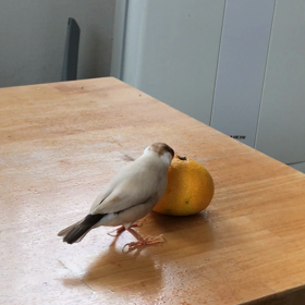 みかんの画像