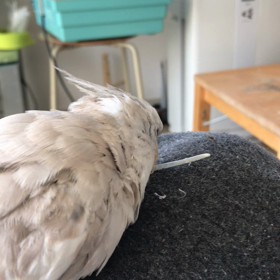 ハナちゃんとリリの画像