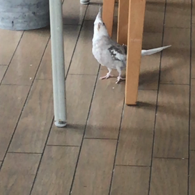 お散歩リリちゃんの画像