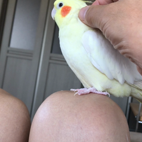 ハナちゃんモフモフの画像