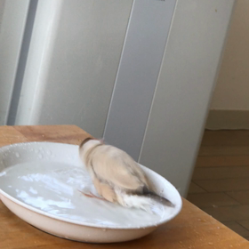 水浴びの画像