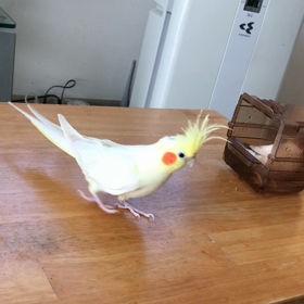 きゅうの水浴びとハナちゃんの画像