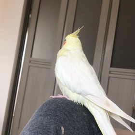 いななきの画像