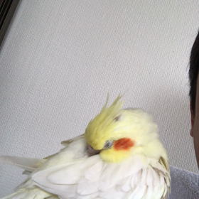 おネムの時間の画像