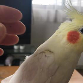 カキカキの画像