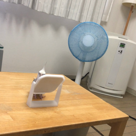 リリと鏡の画像