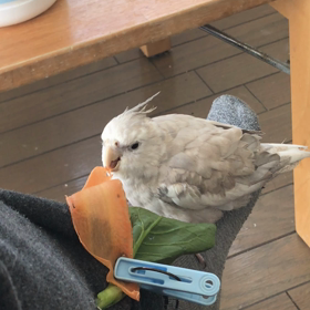 今日は、いい天気ですねの画像