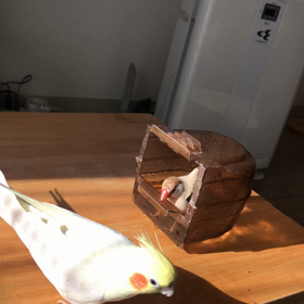 水浴びの画像