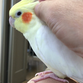 ハナちゃんモフモフの画像