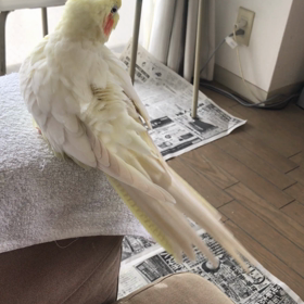ハナちゃんリラックスの画像