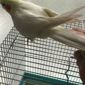 ハナちゃんの画像