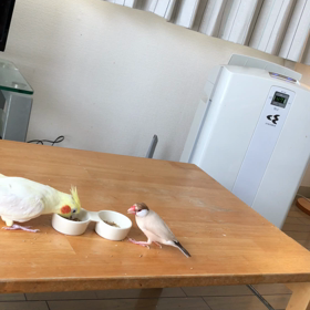 おやつの画像