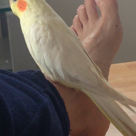 今日のハナちゃんの画像