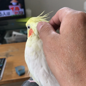 今日のハナちゃんとリリの画像