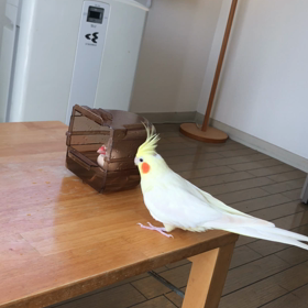 今日のきゅうとハナちゃんの画像