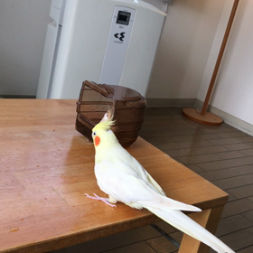 今日のきゅうとハナちゃんの画像