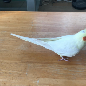 お散歩の画像