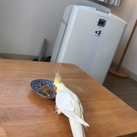 今日のきゅうとハナちゃんの画像