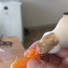 みかんの画像