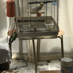 二人の放鳥の画像