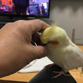 ハナちゃんカキカキの画像