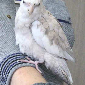 今日は、雨ですねの画像