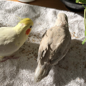 今日のハナちゃんとりりの画像